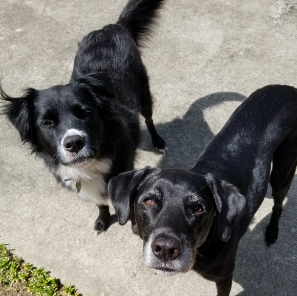 Meet your Posher, Lainey - Picture 4 of 4